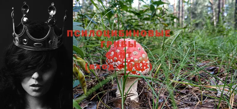 Галлюциногенные грибы MAGIC MUSHROOMS  Козьмодемьянск 